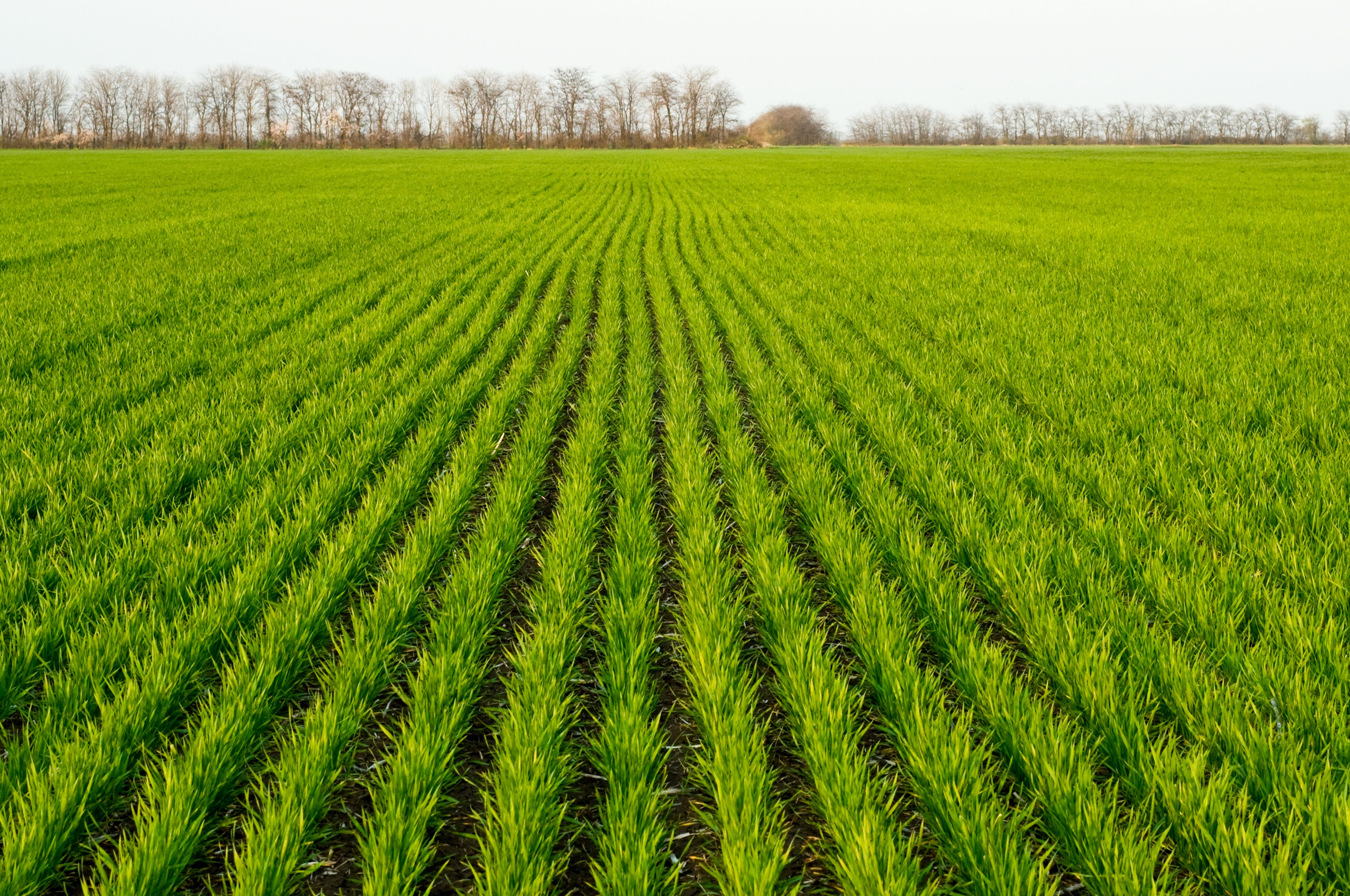 Barley grass fields