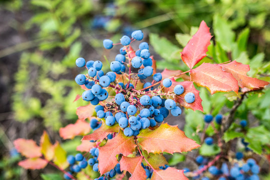 DIFFERENCE BETWEEN WILD BLUEBERRIES AND CULTIVATED BLUEBERRIES