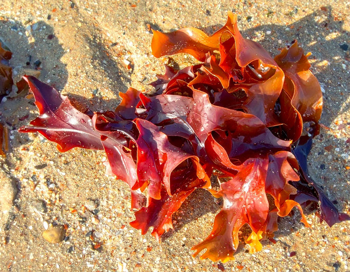 Red dule seaweed washed up on the beach