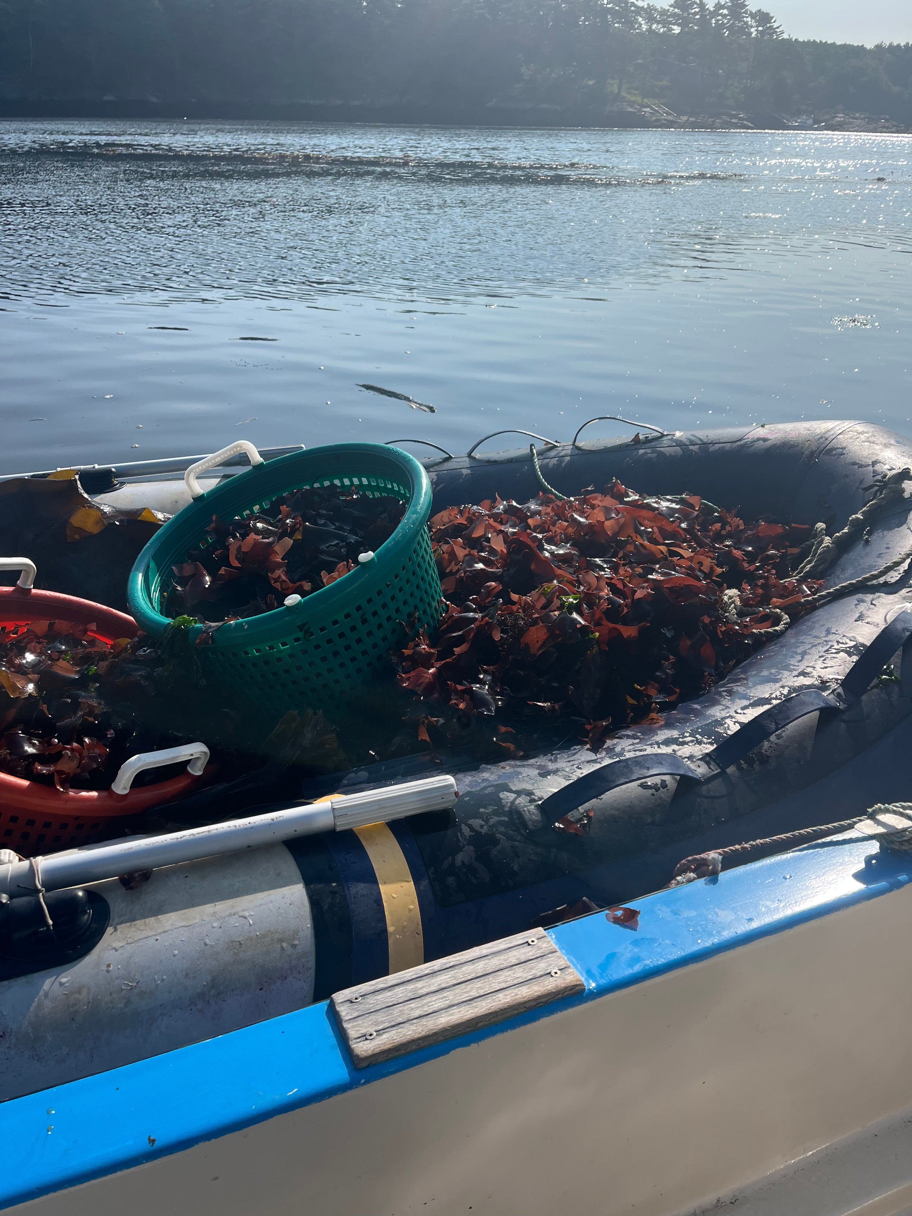 Boat harvesting seaweed