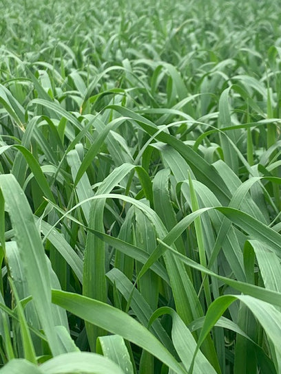 Barley grass for a heavy metal detox