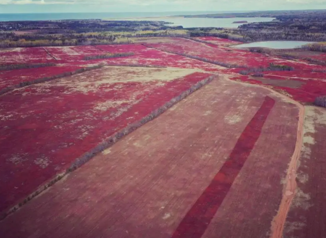 Drone footage of the fields where the berries grow