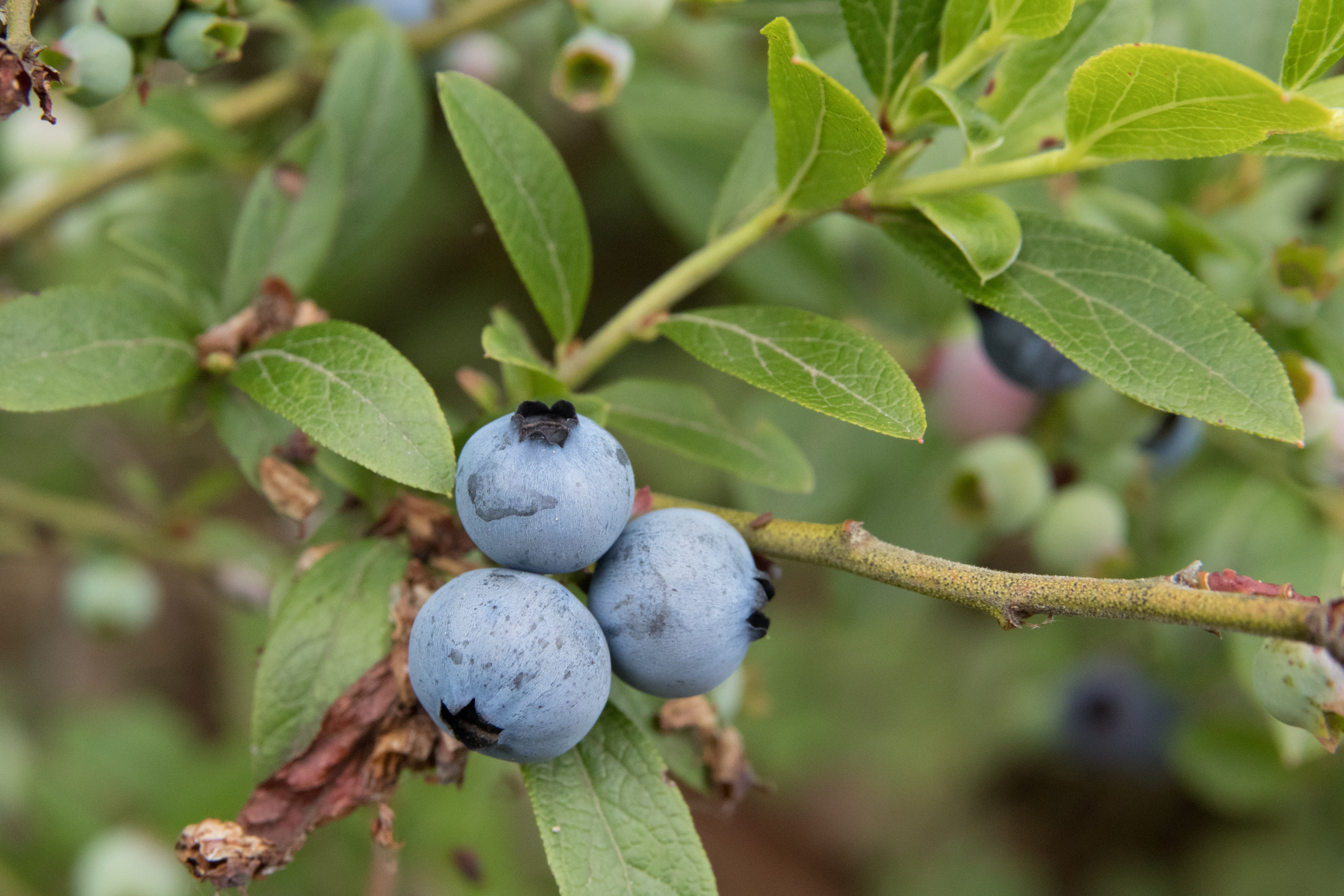 Close up of fresh wild blueberries close, a rich Antioxidant Wholefood