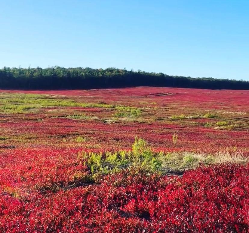 Up close shot of the fields where the berries grow