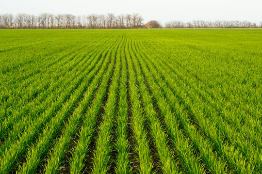 BENEFITS OF BARLEY GRASS